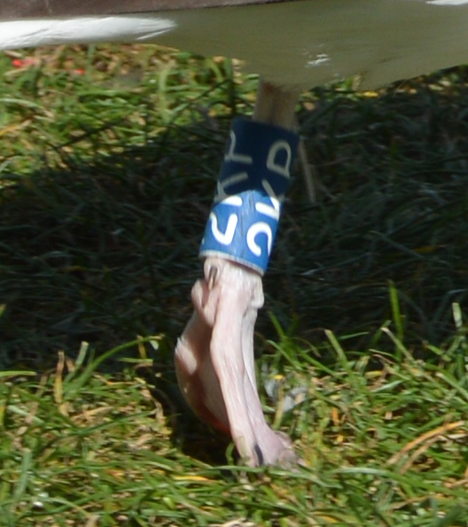 Gabbiani dall''Irlanda